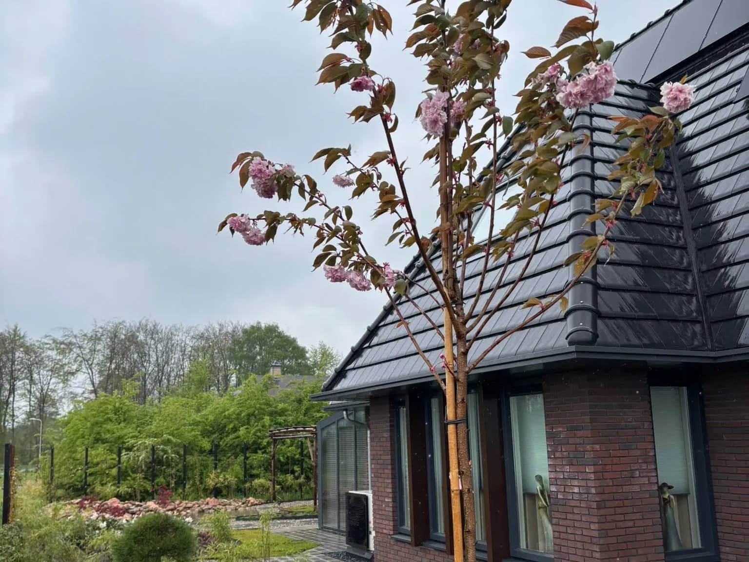 Jonge boom in roze bloei voor een nieuwbouwwoning in Gorredijk, met daarachter de Japanse tuin met rotsen, bamboe en de pergola van bamboe