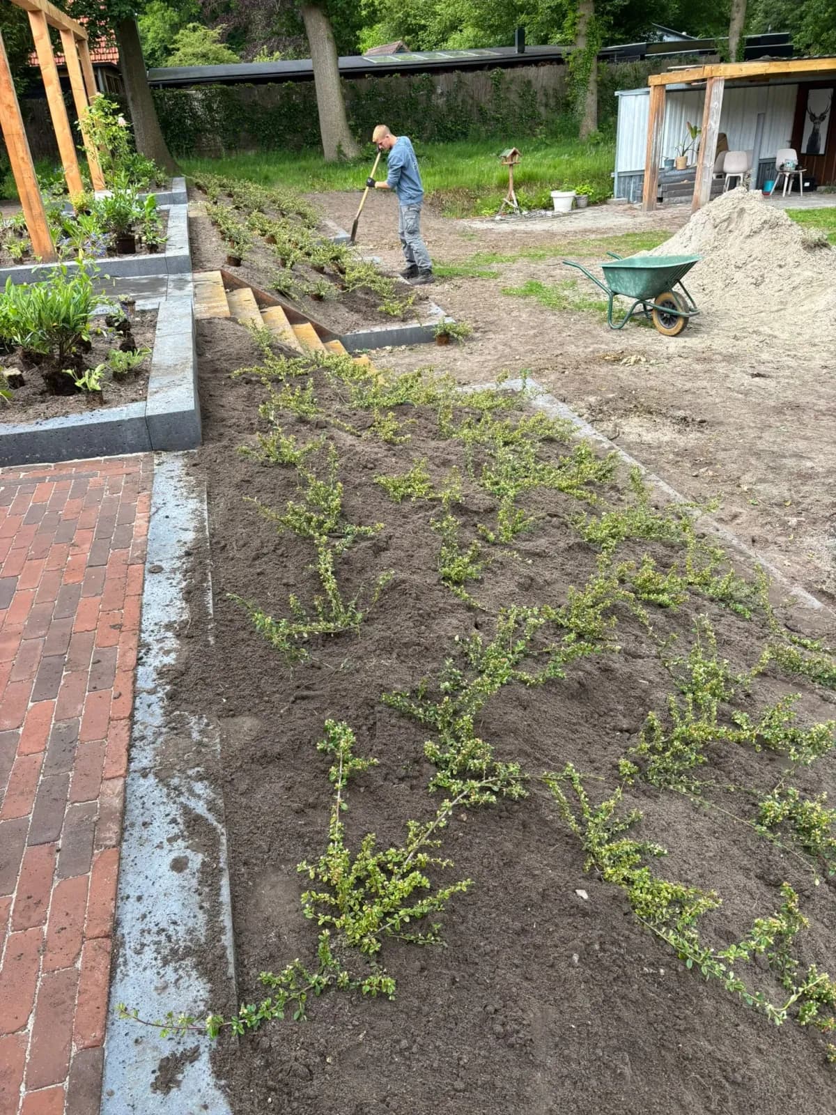 Schuine border met jonge bodembedekkers naast een pad van gebakken klinkers in Oldeberkoop, met verderop een trap, een verhoogd plantvak en een hovenier aan het werk in de lagere tuin