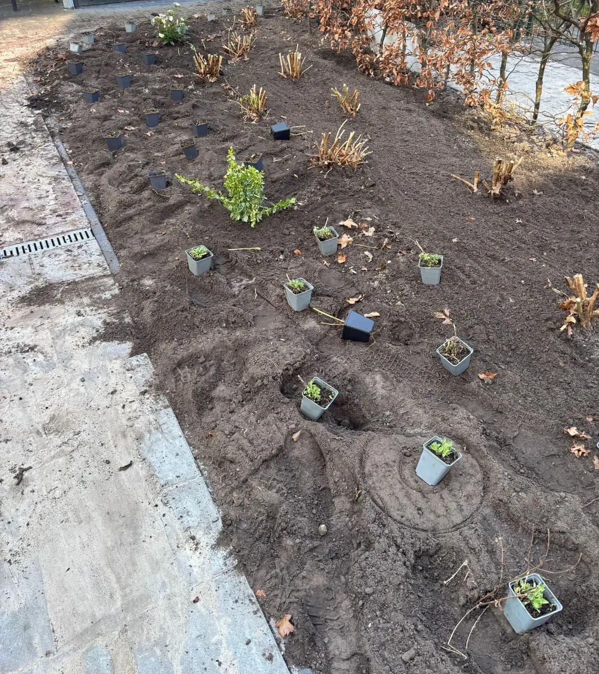Jonge planten in potjes klaar om geplant te worden in een nieuwe border naast een beukenhaag en een pad met een lijngoot, bij zorglocatie Voltawerk in Gorredijk