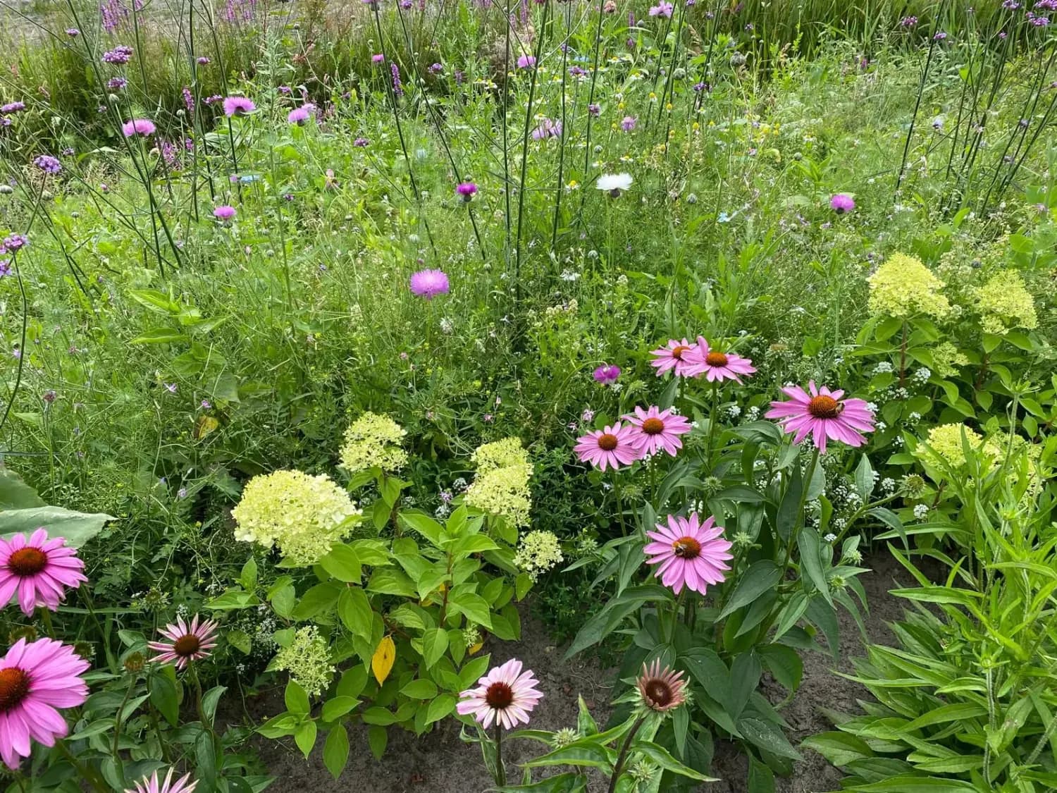 Bloeiende border met roze zonnehoed, lichtgroene hortensia en hoge paarse bloemen in de belevingstuin bij zorglocatie Voltawerk in Gorredijk