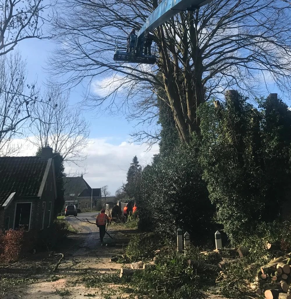 Twee mannen in de bak van een hoogwerker hoog in een kale boom langs een straat met huizen. Op de grond liggen gezaagde stamdelen en takken, verderop ruimen mannen in oranje hesjes op