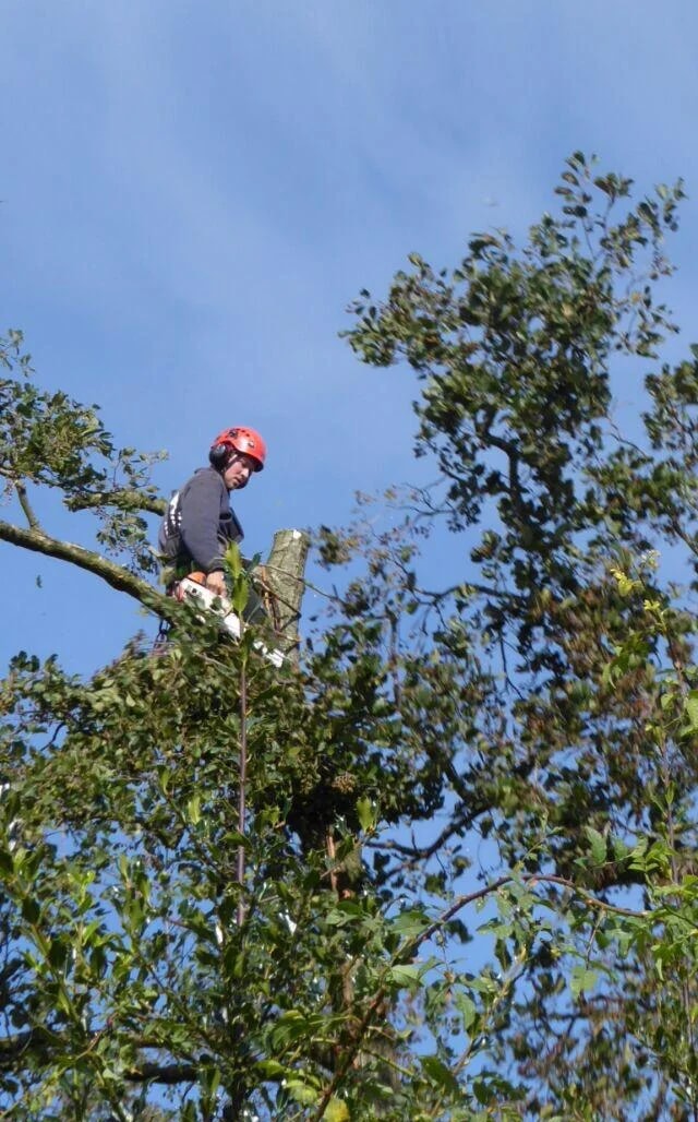 Klimmer met rode helm en kettingzaag hoog in de kroon van een boom, tegen een blauwe lucht