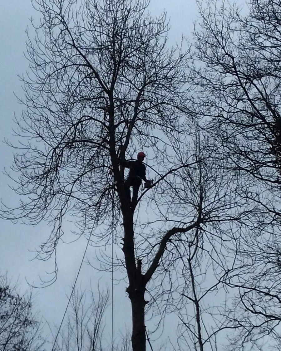 Silhouet van een klimmer met helm en kettingzaag hoog in een kale boom, met een touw langs de stam, tegen een grijze lucht