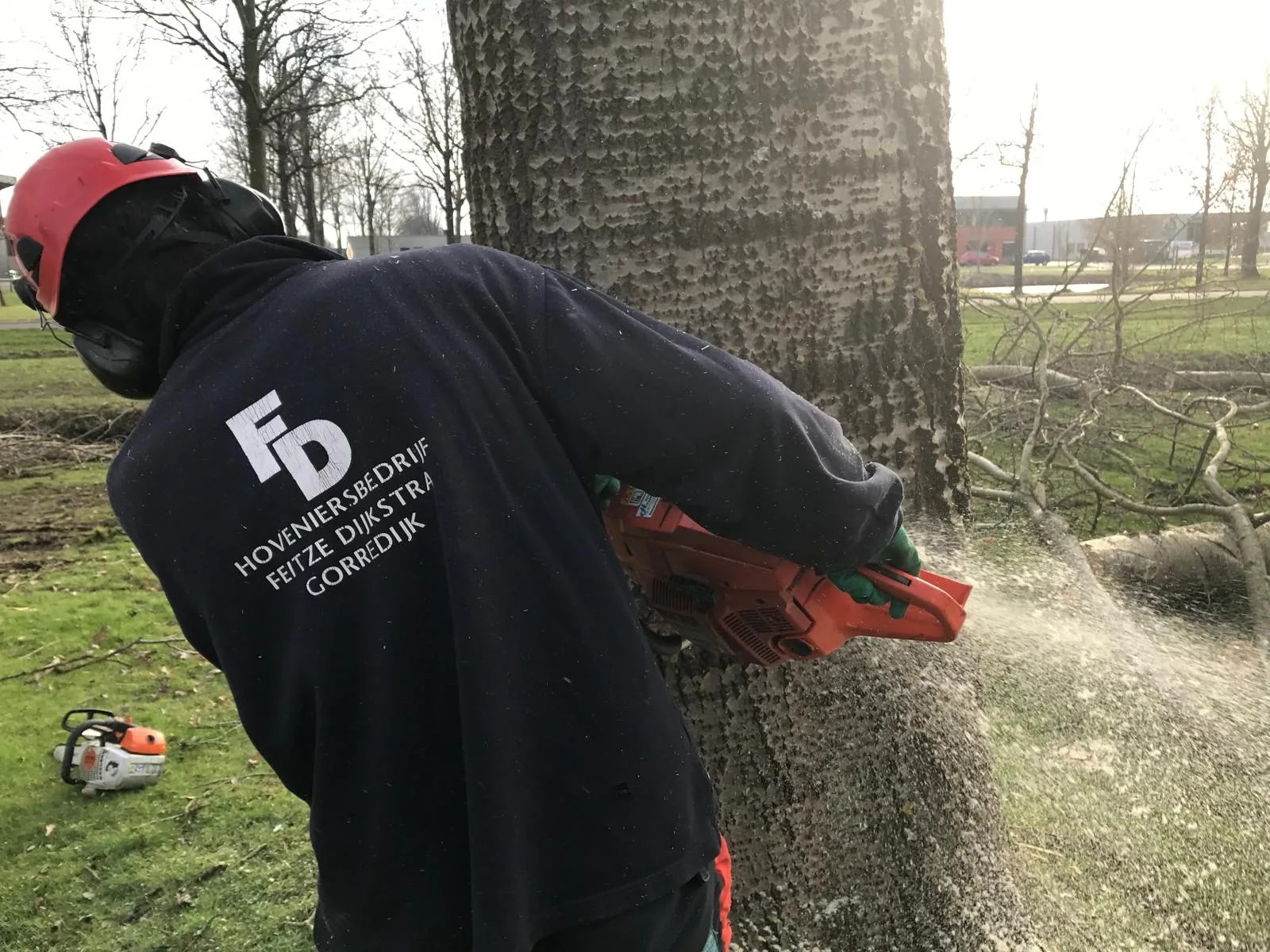 Medewerker met helm en een trui van Hoveniersbedrijf Feitze Dijkstra zaagt met een kettingzaag in de stam van een dikke populier
