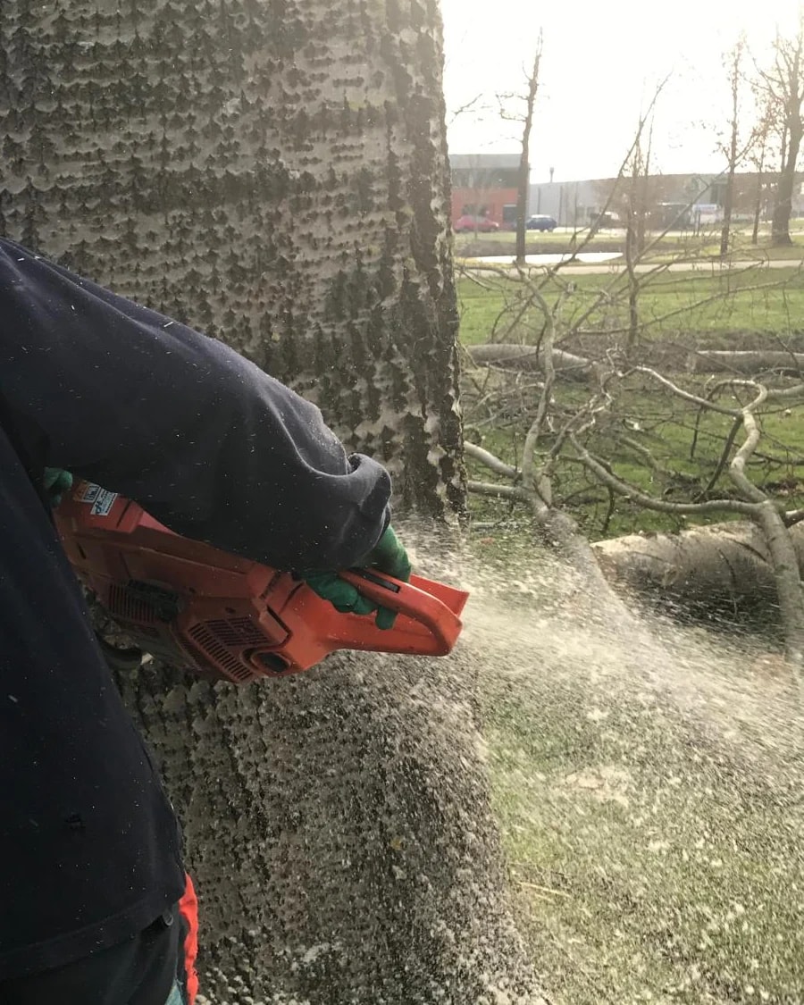 Kettingzaag in de stam van een dikke populier, het zaagsel spuit eruit. Op het gras erachter liggen gezaagde takken en een stam