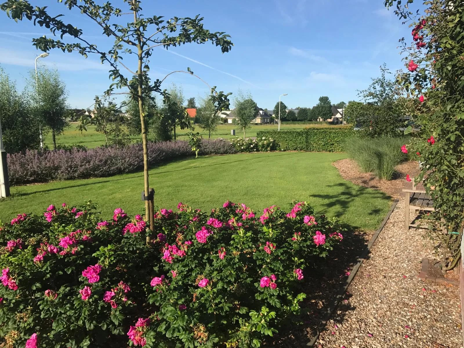 Gazon met een jonge boom en een border vol roze rozen, een grindpad met klimrozen erlangs en weilanden achter de tuin