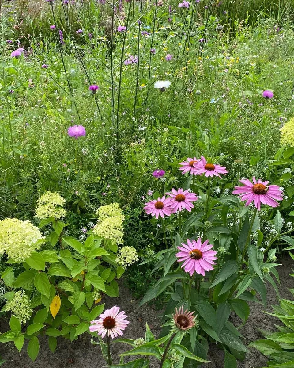 Bloeiende border met roze zonnehoed, hortensia en paarse bloemen in de belevingstuin bij zorglocatie Voltawerk in Gorredijk