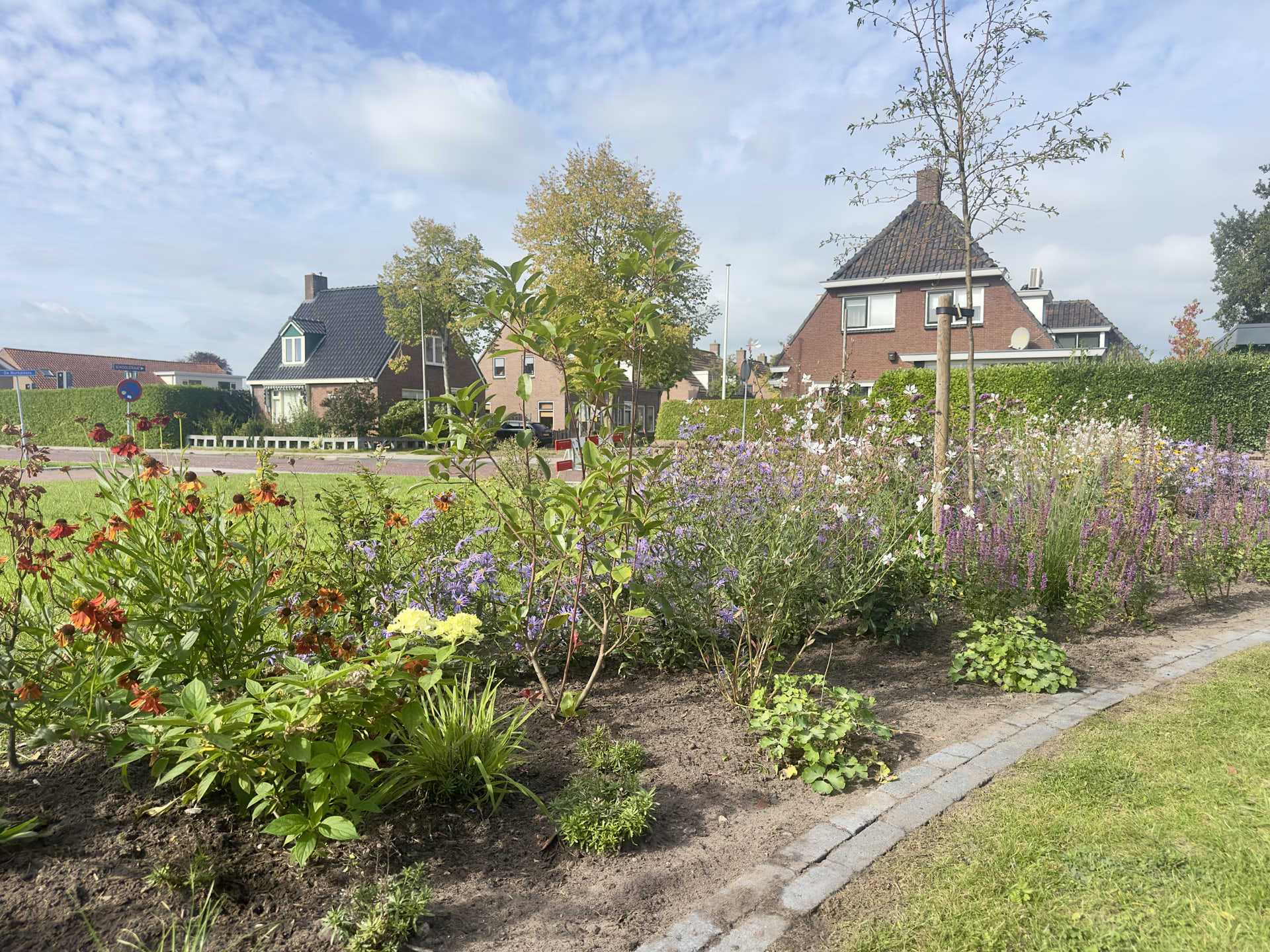 Bloeiende border met oranje helenium, paarse asters en witte gaura rond een jonge boom langs een gazon, met huizen op de achtergrond