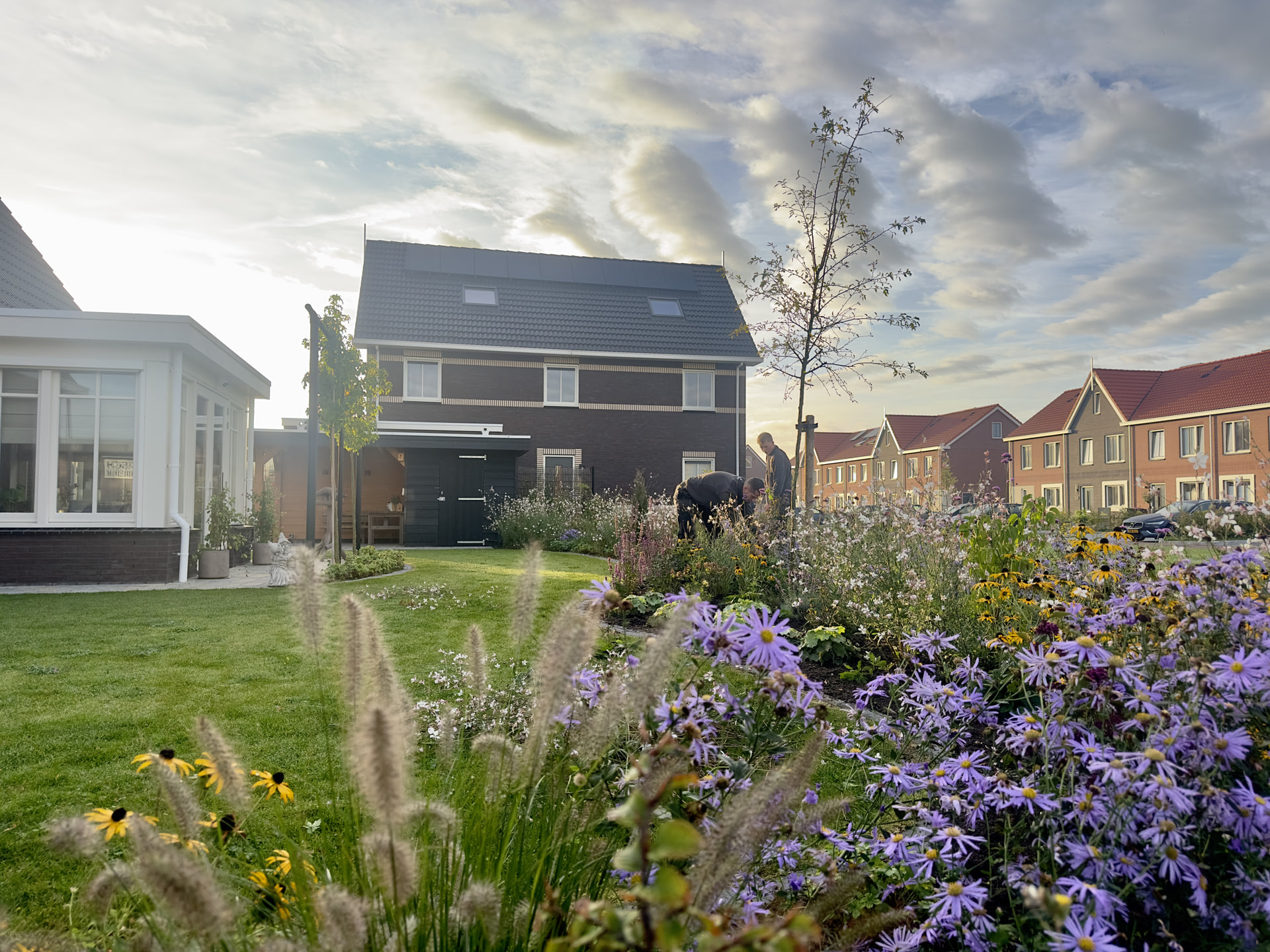 Bloeiende border met paarse asters, gele rudbeckia en lampenpoetsersgras langs een gazon, met twee hoveniers aan het werk tussen de planten. Links een witte serre, in het midden een nieuwbouwwoning met een overkapping en berging, rechts rijwoningen met rode daken. Een tuin in Gorredijk.