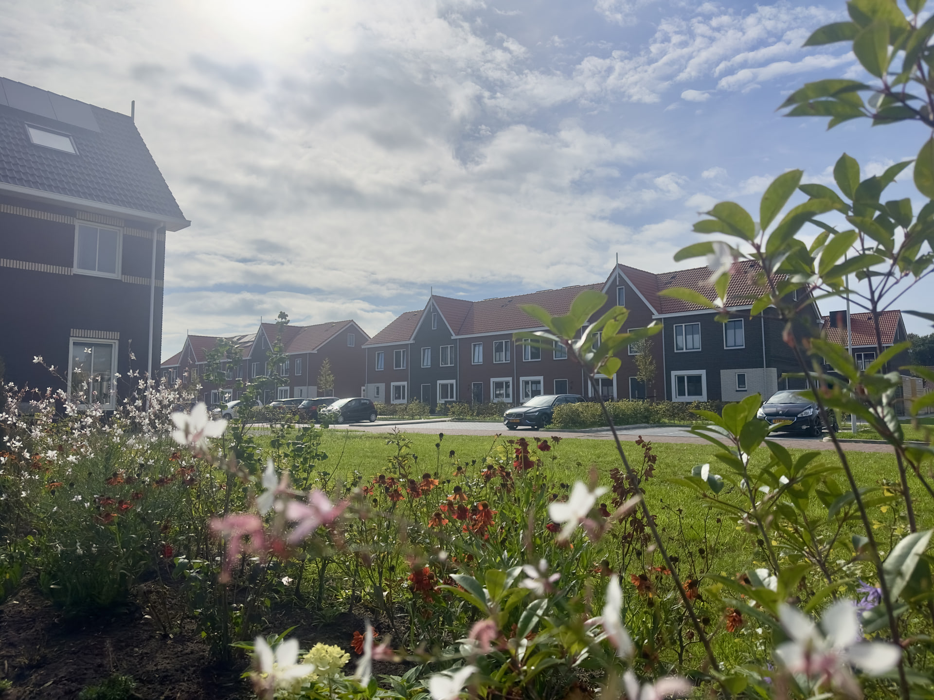Witte gaura en oranje helenium in een border op de voorgrond, daarachter een gazon, een straat met geparkeerde auto's en rijwoningen met rode daken in Gorredijk.